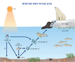 북극해 해양생태계 먹이사슬 모식도