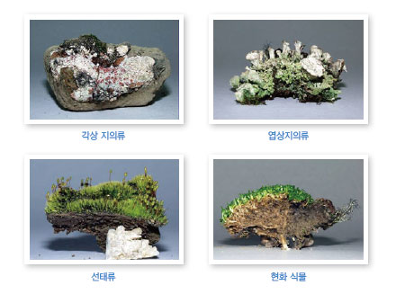 남극세종기지 주변에서 볼 수 있는 식물