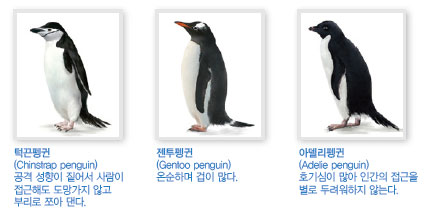 턱끈펭귄, 젠투펭귄, 아델리펭귄